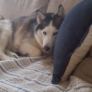 Meet your Posher, Carol